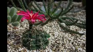 Gymnocalycium  Carminanthum
