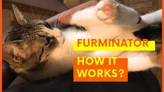 How to use Furminator! Does it work? How it works? Do cats like it? | Catville upon Purr #adoptedcat