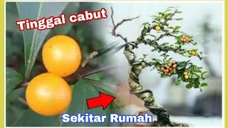 cari Bonsai cantik Solanum diphyllum yang lagi viral