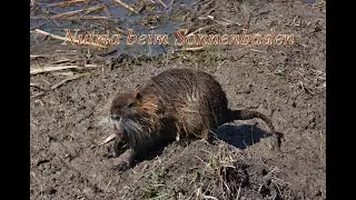 Nutria + Hunde
