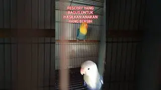 CIRI FISCHERI YANG BAGUS UNTUK HASIL ANAKAN YANG BERSIH #shorts