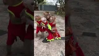 Fantastic Monkeys Jacky Jenny Popo Pavpav Titas