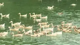 How to Raise Small Business Laying Ducks for Meat $Egg