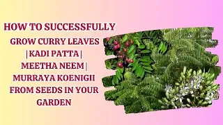 HOW TO SUCCESSFULLY GROW CURRY LEAVES KADI PATTA MEETHA NEEM MURRAYA KOENIGII FROM SEEDS IN YOUR