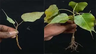 How to grow Ficus Religiosa /Peepal tree from cutting
