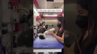 Quiet pet dryer