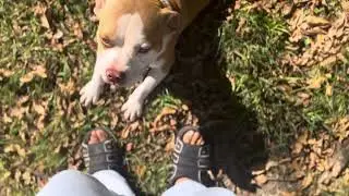 Did a little yard work FT Bonding time with my favorite animal in the world 🌎 #yard #doglife #animal