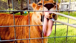 BIG CATS and BIG MOSQUITOES!!