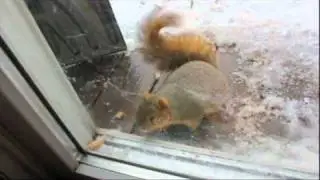 Achievement Noobs: Squirrel Boss Battle