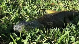 Cold-Stunned Iguanas Litter the Ground During Florida Chill