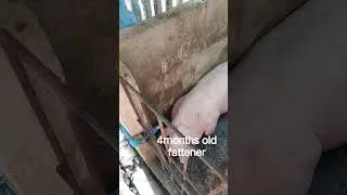2 fatteners ready to market #backyardfarming #pig #healthypigs #pigbreeding #porcine #pigfarming