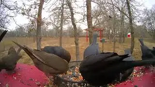 Swarm of cowbirds at the feeder today.