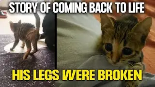 Tiny Cat with Broken Legs and Difficulty Breathing is Now Saved and Healthy