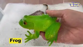 learn Zoo Wild Animals Names 丨Frog丨Crocodile丨Pangolin丨Cheetah丨Grasshopper丨Koala丨Zebra丨Chicken