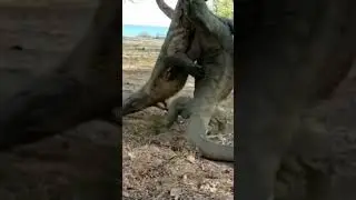 Komodo Dragons Fight For Female 😱😱😱 #animals #shorts #subscribe
