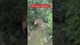 Off leash FREEDOM is earned and absolutely amazing when it happens!￼ #dog #puppyvideos #freedom