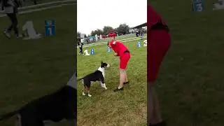 Бультерьеры на  выставке Bull Show в Днепре 15.09.18