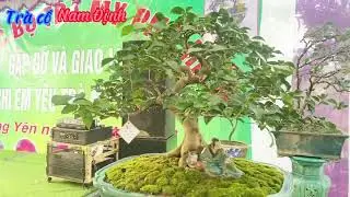 TRIỂN LÃM TRÀ MY CHÀO MỪNG CLB TRÀ MY PHỐ HIỀN THÀNH LẬP