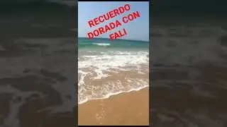 Dorada 2 kg #doradas #dorada #surfcasting #pesca #fishing  #fishingvideo