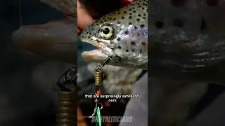 Do Fish Feel Pain? The Truth Might Surprise You