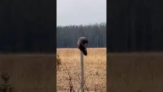 Great Grey Owl on Perch #wildlife #owl #alberta #greatgrayowl #RoryHale #realtor #acreageliving