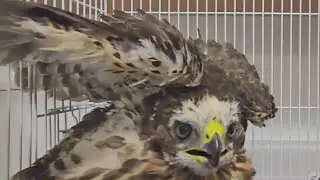Great horned owl, hawk rescued in Colorado Springs by CPW