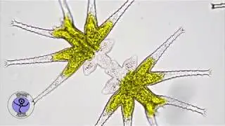 Micrasterias Cell Division Time Lapse