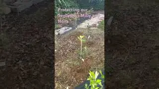 Protecting our Sentinels : Update to Jill&rsquo;s Garden