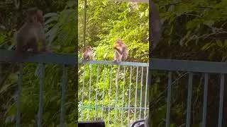 #monkey #eating #ice #shorts