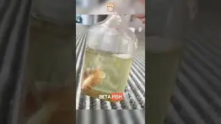 Genius Betta Fish Farming Method in Thailand Using Recycled Bottles! BrainPopcorn #usa #shorts