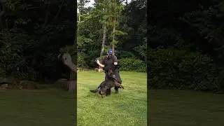 Unleashed Heroes: K9 Mania&rsquo;s Elite Protection Dogs in Action!