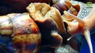 Raising snails in Asia of farmer living on our beautiful earth 🌍🌿❤️🐌🐌🐞