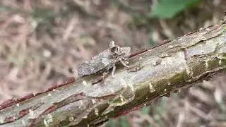 Eared leaf hopper (Ledra aurita) on Hazel twig - July 2025