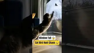 Cat Watches Bird Outside &ndash; Window Crash Chaos! 😹🪟