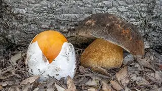 Porcini e ovoli nelle sugherete mediterranee
