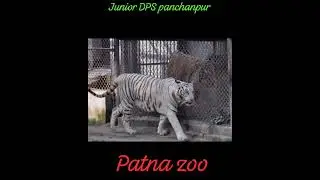 #juniorDPSpanchanpur #educationaltrip #patnazoo#learningwithfun #panchanpur #tending #school