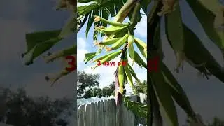How to Grow Plantains in Your Backyard
