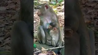 Lovely baby monkey With mom monkey so cute #shortvideo
