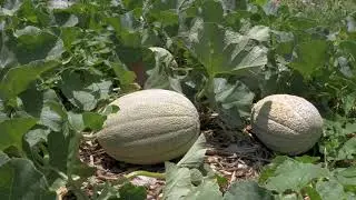 UNTHSC Community Garden Virtual Tour