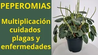 PEPEROMIAS, Multiplicación, Cuidados, Plagas y enfermedades