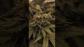 Apple Fritter Lumpy&rsquo;s Cut the most felicious Terp Profile 🍏🔥 #grow#cannabiscommunity #love#enjoy