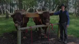 Ox Ride in Nauvoo