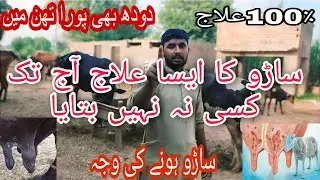 Janwaro ma Saro ke bimari ka ilaj| Mastitis | Hawana ma saro ka Desi ilaj 2024