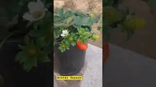 Winter vegetables at home🍀Fresh.healthy.Apna  #homegarden #growyourown #winterharvest