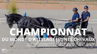 Championnat du monde FEI d'attelage Jeunes Chevaux 2023