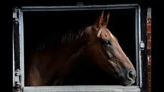 Racing Post pays tribute to Denman