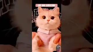 #cat #cute #funny #cutecat #animals #pets #kitten #catvideos #funnyanimals #catshorts