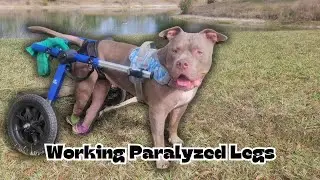How To Help A Dog Walk Again | Nova's Road To Recovery 🐾💙♿️🐕 