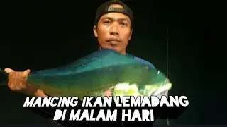 Mancing ikan lemadang di malam hari