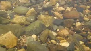 Swimming with some logperch